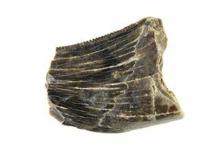 Partial Fossil Tyrannosaur (Nanotyrannus) Tooth - Montana #338720