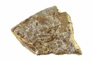 Partial Fossil Tyrannosaur (Nanotyrannus) Tooth - Montana #338731