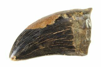 Serrated, Tyrannosaur (Nanotyrannus) Tooth - Montana #338808