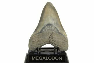 Colorful Fossil Megalodon Tooth From Georgia - Repaired #338611