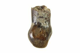 Cretaceous Fossil Dinosaur (Thescelosaurus) Tooth - Montana #338861