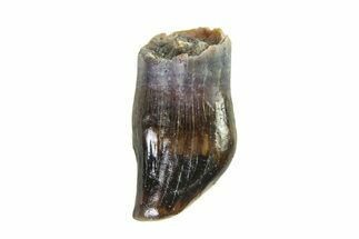 Cretaceous Fossil Dinosaur (Thescelosaurus) Tooth - Montana #338862