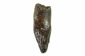 Cretaceous Fossil Dinosaur (Thescelosaurus) Tooth - Montana #338883