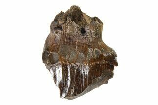 Fossil Nodosaurid (Denversaurus) Tooth - Montana #338904
