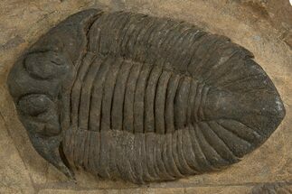 Lichid (Lichas Marocanus) Trilobite - Jbel Bou Degane, Morocco #338981