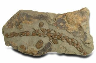 Line Of Lonchodomas Trilobites Showing Migrating Behavior #338987