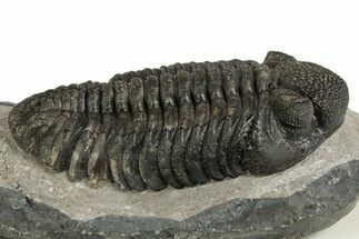 Prone Phacopid (Drotops) Trilobite - Mrakib, Morocco #338993