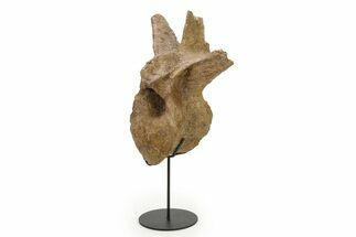 Fossil Hadrosaur Dorsal Vertebra w/ Metal Stand - South Dakota #339117