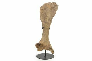 Hadrosaur Pelvic Bone w/ Metal Stand - South Dakota #339120
