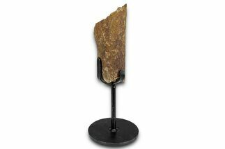 Fossil Hadrosaur Rib Section w/ Metal Stand - South Dakota #339063