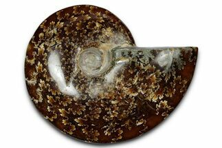 Polished Ammonite (Cleoniceras) Fossil - Madagascar #339163