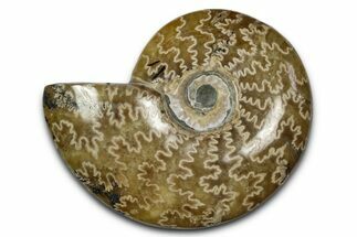 Polished Ammonite (Cleoniceras) Fossil - Madagascar #339176