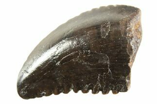 Rare, Serrated Troodontid (Troodon) Tooth - Montana #338965
