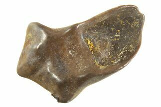 Fossil Pachycephalosaurus Tooth - Montana #338969