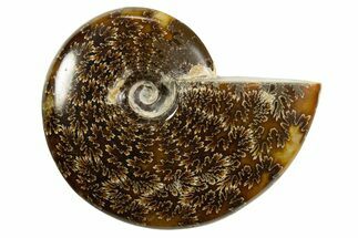 Polished Ammonite (Cleoniceras) Fossil - Madagascar #339222