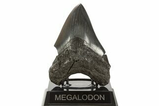 Fossil Megalodon Tooth - South Carolina #339289