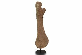 Dinosaur (Triceratops) Pelvic Bone w/ Metal Stand - Montana #339336