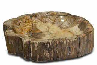 Polished Petrified Wood Bowl ( lbs) - Madagascar #339299
