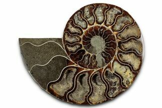 Cut & Polished Ammonite Fossil (Half) - Madagascar #336645
