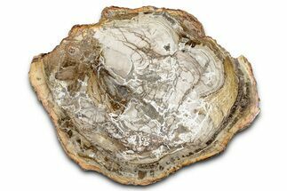 Beautiful Petrified Wood (Araucaria) Slab - Madagascar #339348