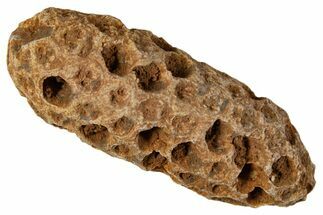 Fossil Cycadophyte Seed Cone - Boujdour, Morocco #339324
