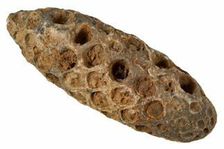 Fossil Cycadophyte Seed Cone - Boujdour, Morocco #339328