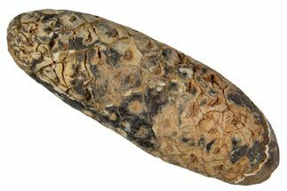 Fossil Cycadophyte Seed Cone - Boujdour, Morocco #339330