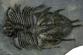 Extremely Rare Acanthopyge Haueri Trilobite - Mrakib, Morocco #339407
