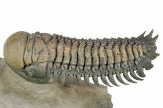 Flying Crotalocephalina Trilobite - Atchana, Morocco #339437