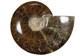 Polished Ammonite (Cleoniceras) Fossil - Madagascar #339204