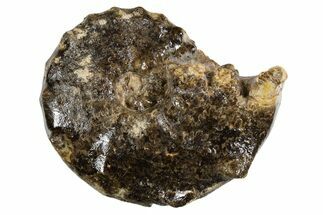 Ammonite (Mammites) Fossil - Goulmima, Morocco #339354