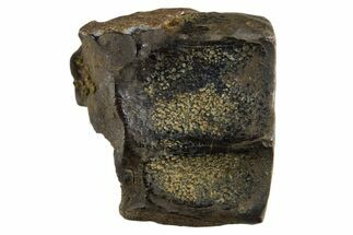 Fossil Dinosaur (Triceratops) Shed Tooth - Montana #339725