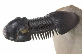 Flying Paralejurus Trilobite - Atchana, Morocco #339609