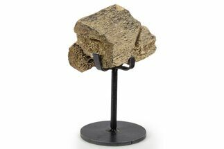 Fossil Hadrosaur Rib Section w/ Metal Stand - South Dakota #339875