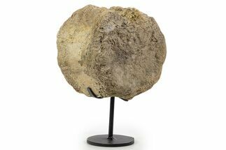 Fossil Hadrosaur Vertebra w/ Metal Stand - South Dakota #339903