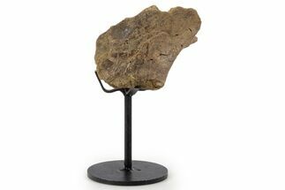 Fossil Hadrosaur Vertebra Section w/ Metal Stand - South Dakota #339904