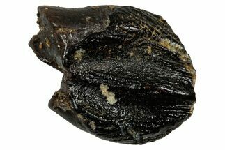 Fossil Dinosaur (Triceratops) Tooth - Montana #339858