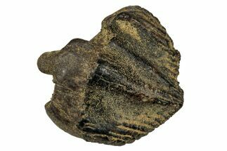 Fossil Partial Dinosaur (Triceratops) Tooth - Montana #339884