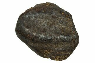 Fossil Juvenile Dinosaur (Triceratops) Tooth - Montana #339890