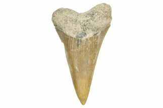 Fossil Broad-Toothed Mako Tooth - Georgia #339895