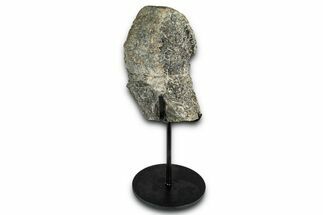 Fossil Sauropod Vertebra Section with Metal Stand - Colorado #339938