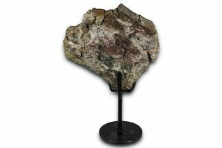 Fossil Sauropod Vertebra Section with Metal Stand - Colorado #339940