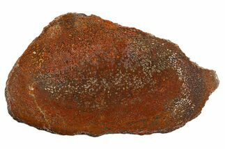 Polished Dinosaur Bone (Gembone) Slab - New Mexico #340045