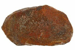 Polished Dinosaur Bone (Gembone) Slab - New Mexico #340046