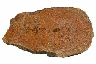 Polished Dinosaur Bone (Gembone) Section - New Mexico #340047