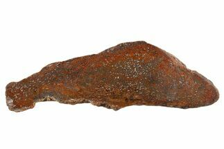 Polished Dinosaur Bone (Gembone) Section - New Mexico #340048