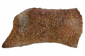 Polished Dinosaur Bone (Gembone) Section - New Mexico #340049
