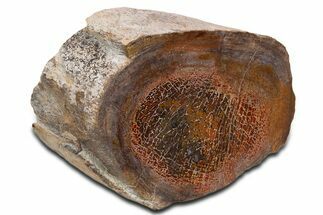 Polished Dinosaur Bone (Gembone) Limb Section - New Mexico #340058