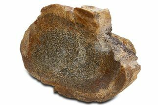 Polished Dinosaur Bone (Gembone) Limb Section - New Mexico #340060