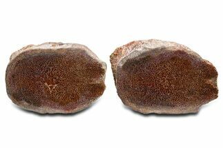 Cut Agatized Dinosaur Bone (Gembone) Vertebra - New Mexico #340066